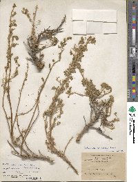 Artemisia stechmanniana image