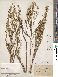 Artemisia stechmanniana image