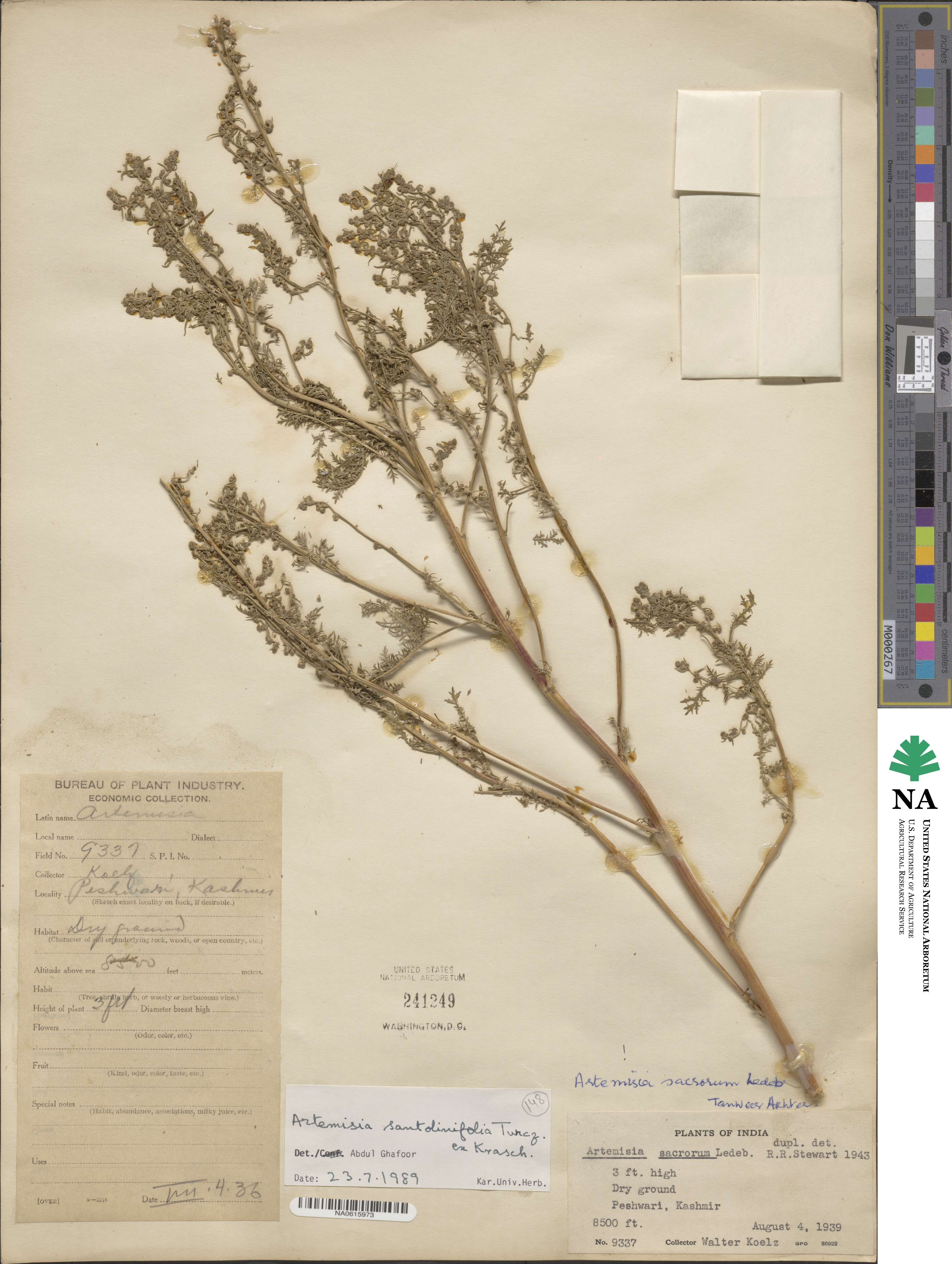 Artemisia stechmanniana image