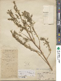 Artemisia stechmanniana image