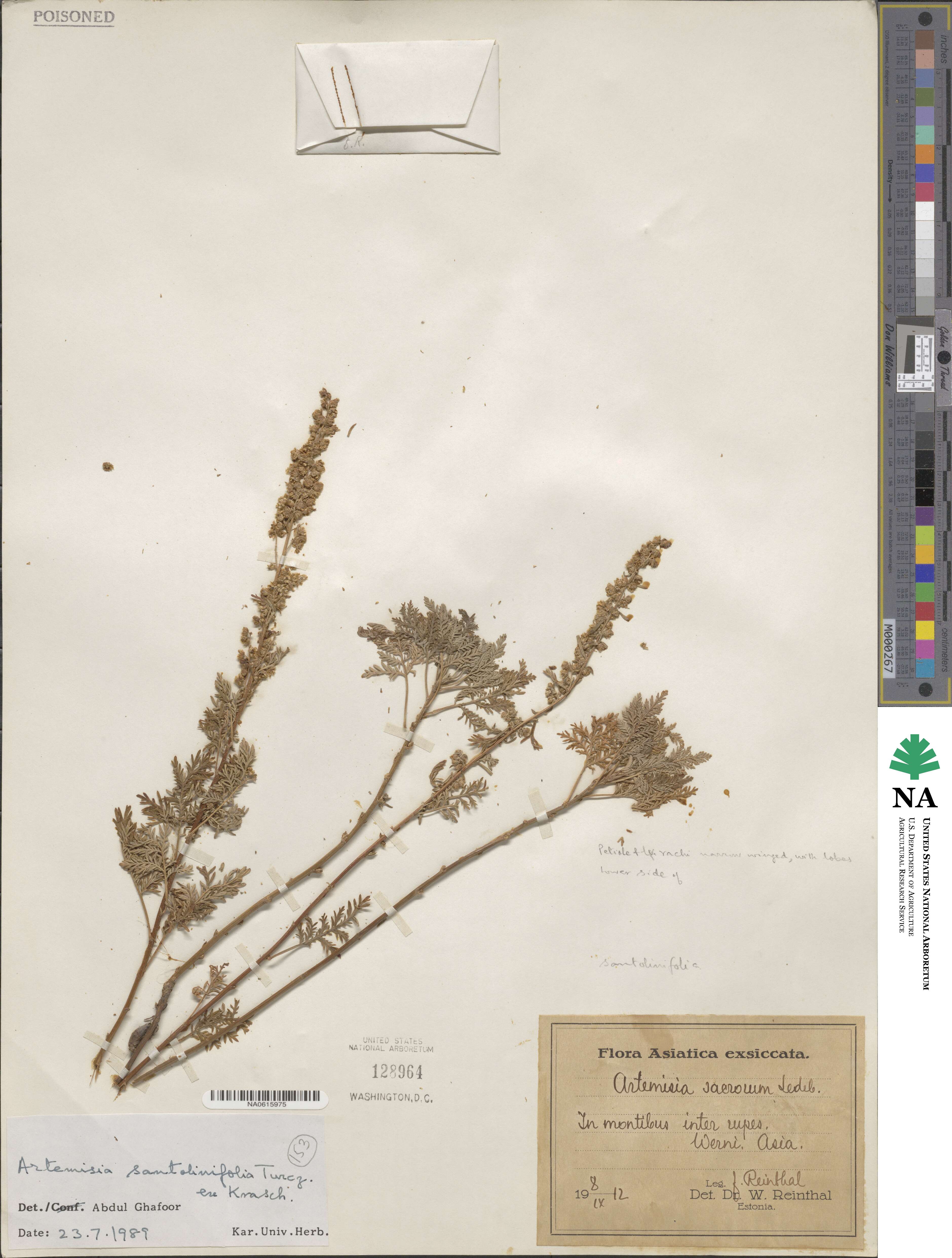 Artemisia stechmanniana image