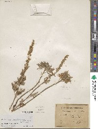 Artemisia stechmanniana image