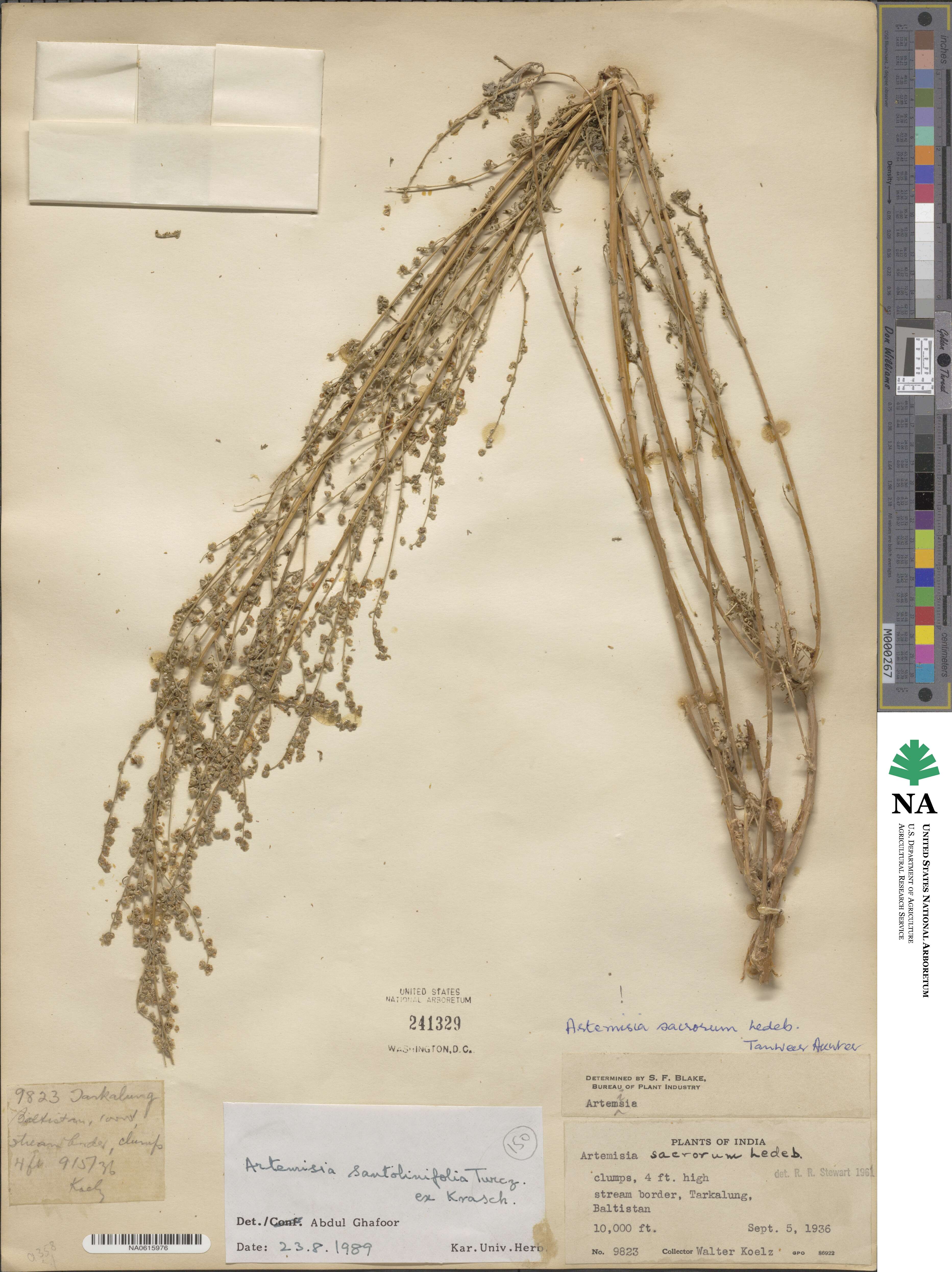 Artemisia stechmanniana image