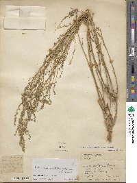 Artemisia stechmanniana image