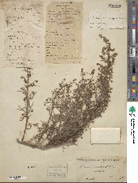 Artemisia scoparia image