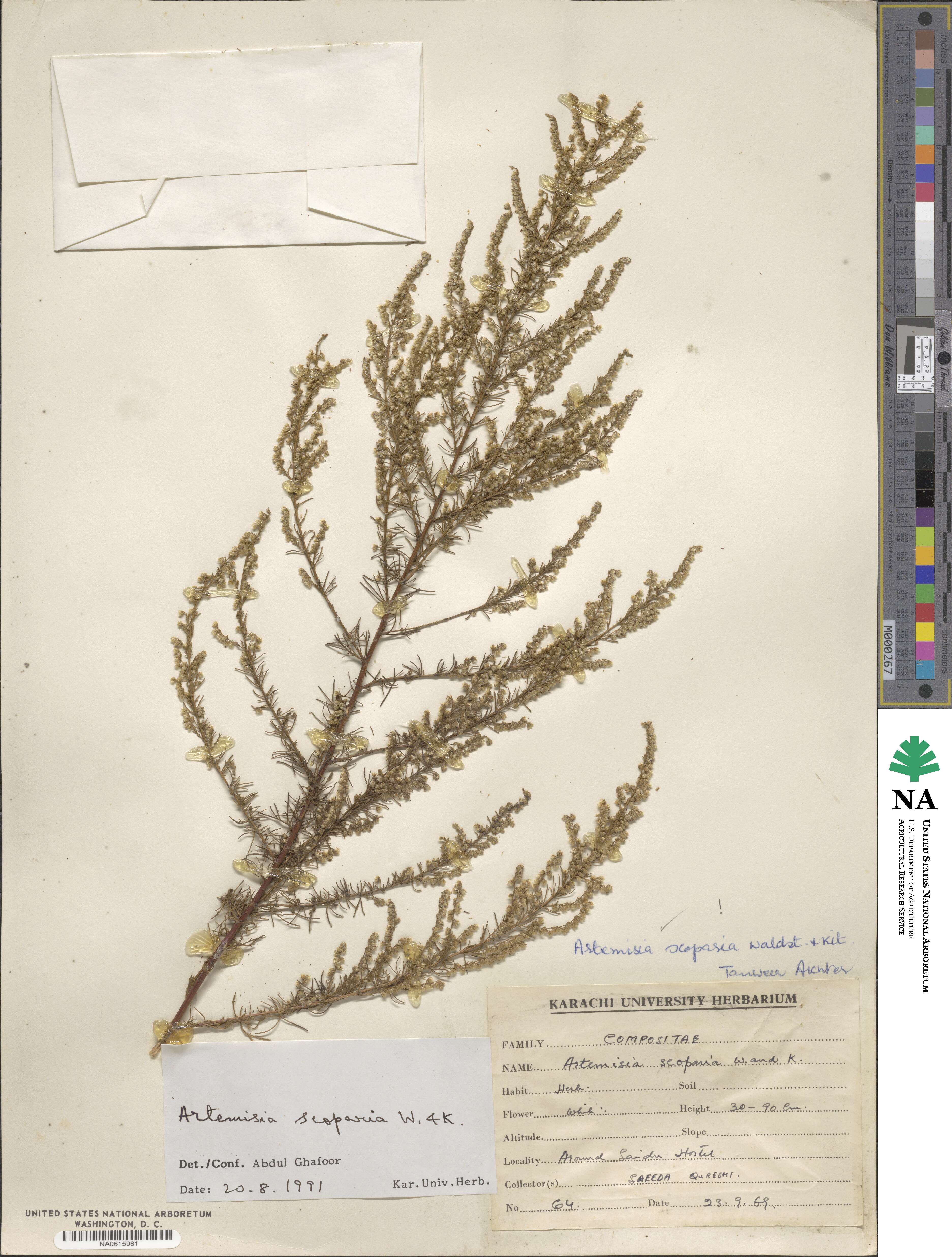 Artemisia scoparia image