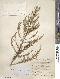 Artemisia scoparia image