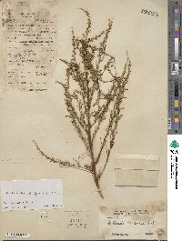 Artemisia scoparia image