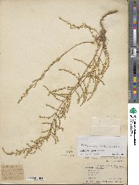 Artemisia scoparia image