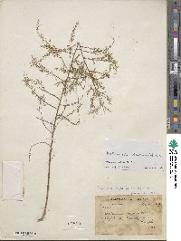 Artemisia scoparia image