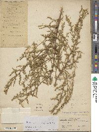 Artemisia scoparia image