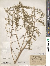 Artemisia scoparia image