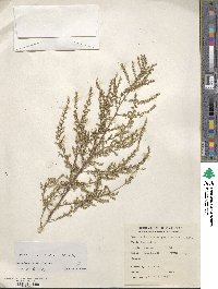 Artemisia scoparia image