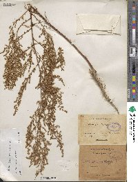 Artemisia scoparia image