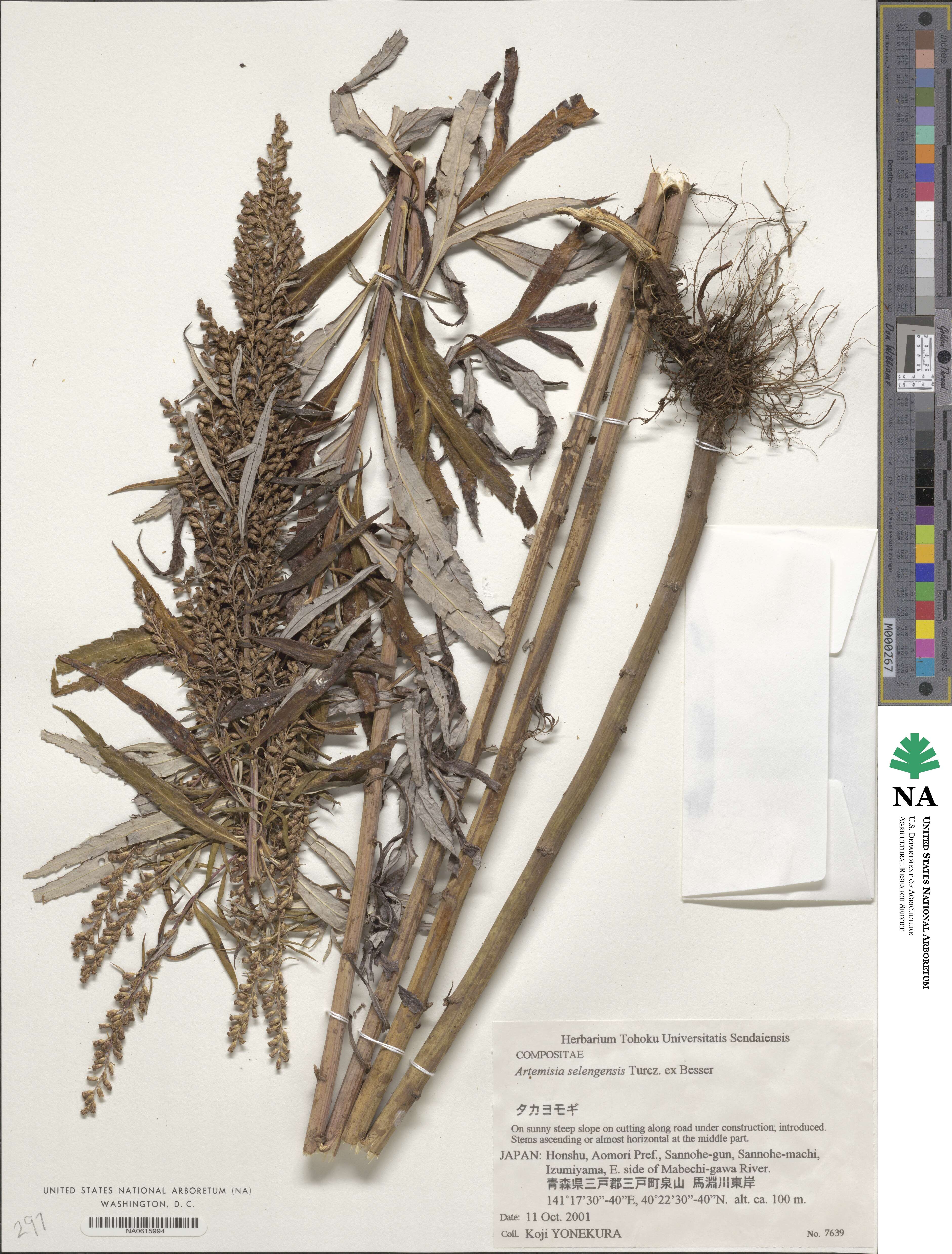 Artemisia selengensis image