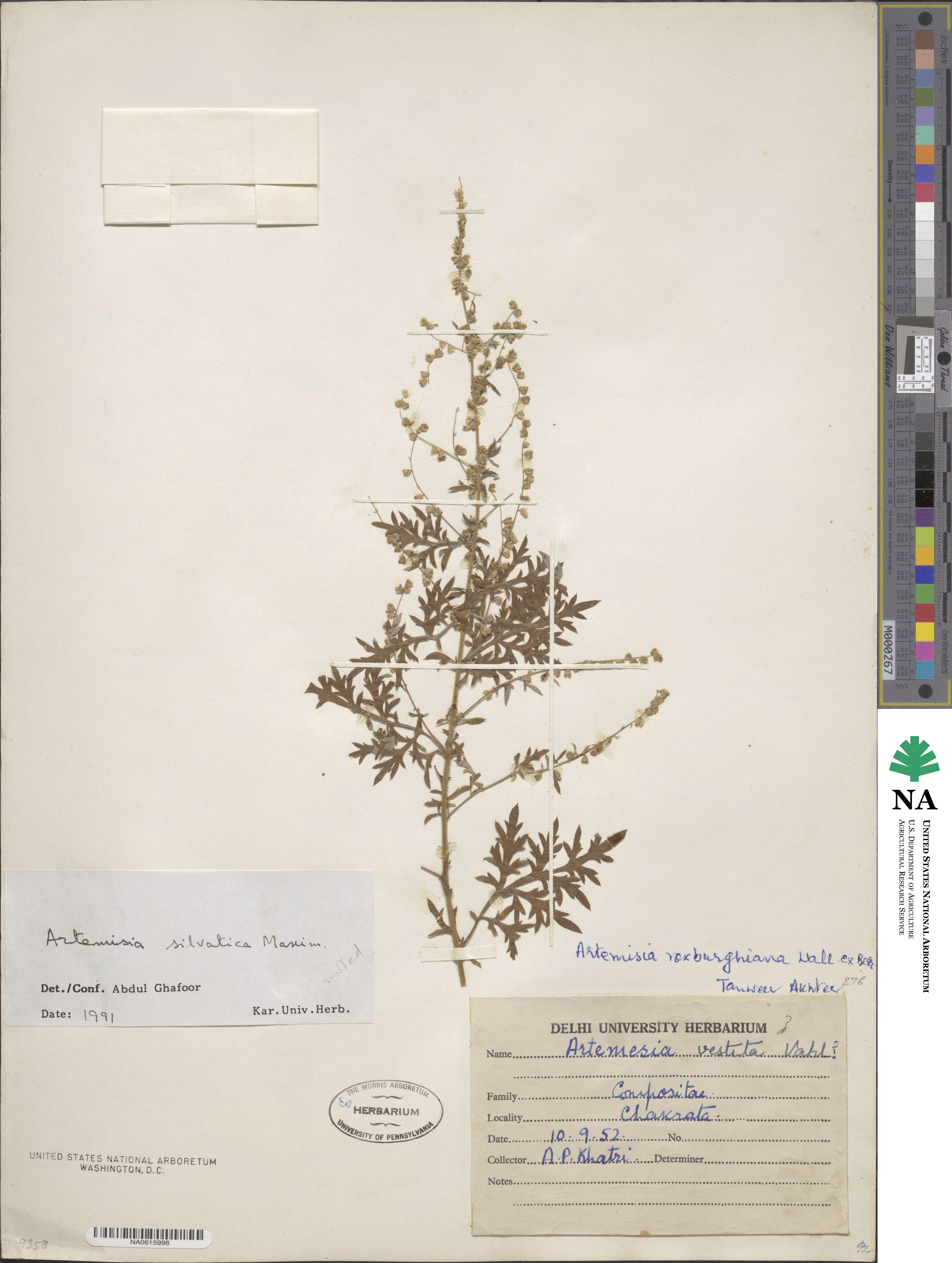 Artemisia silvatica image