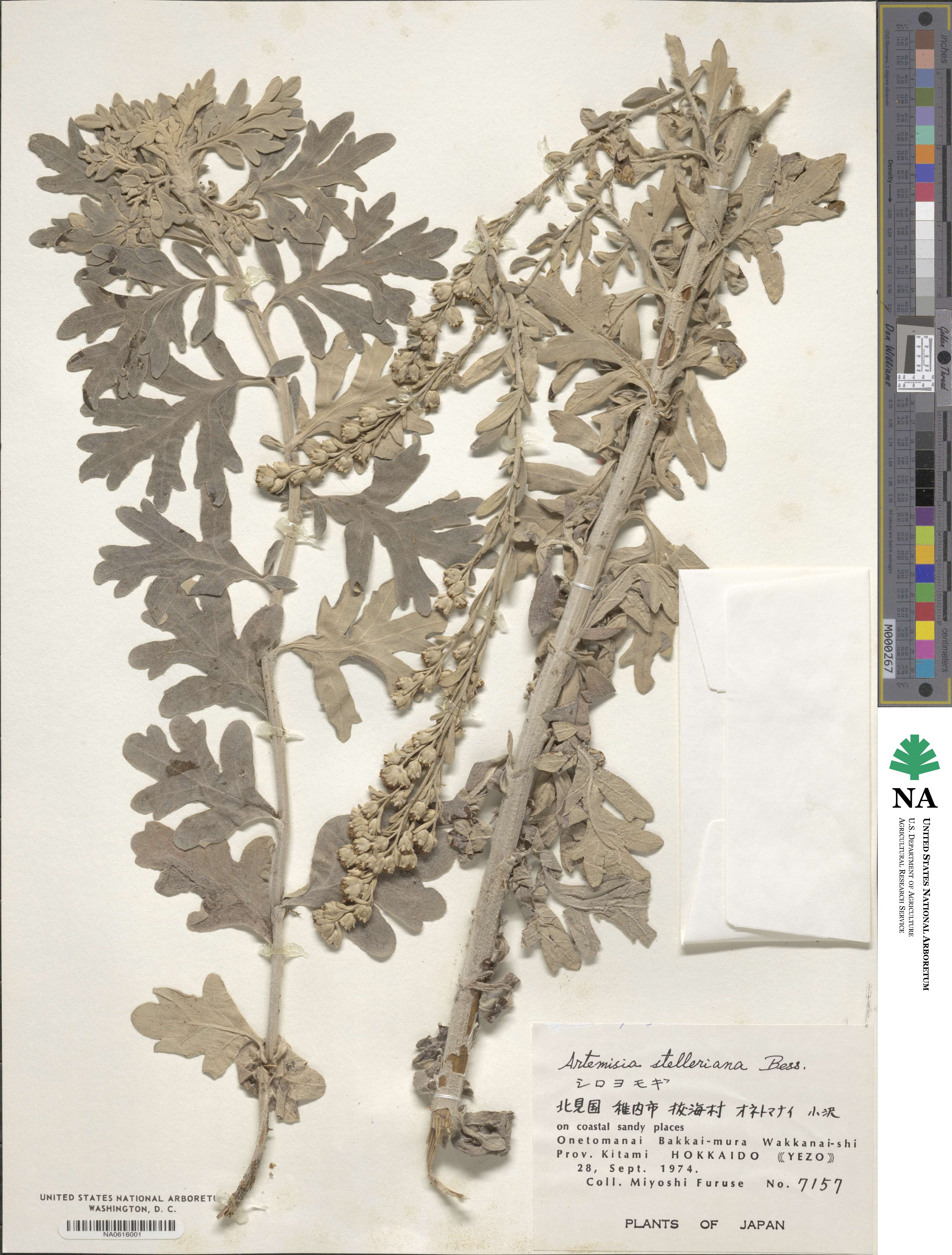 Artemisia stelleriana image