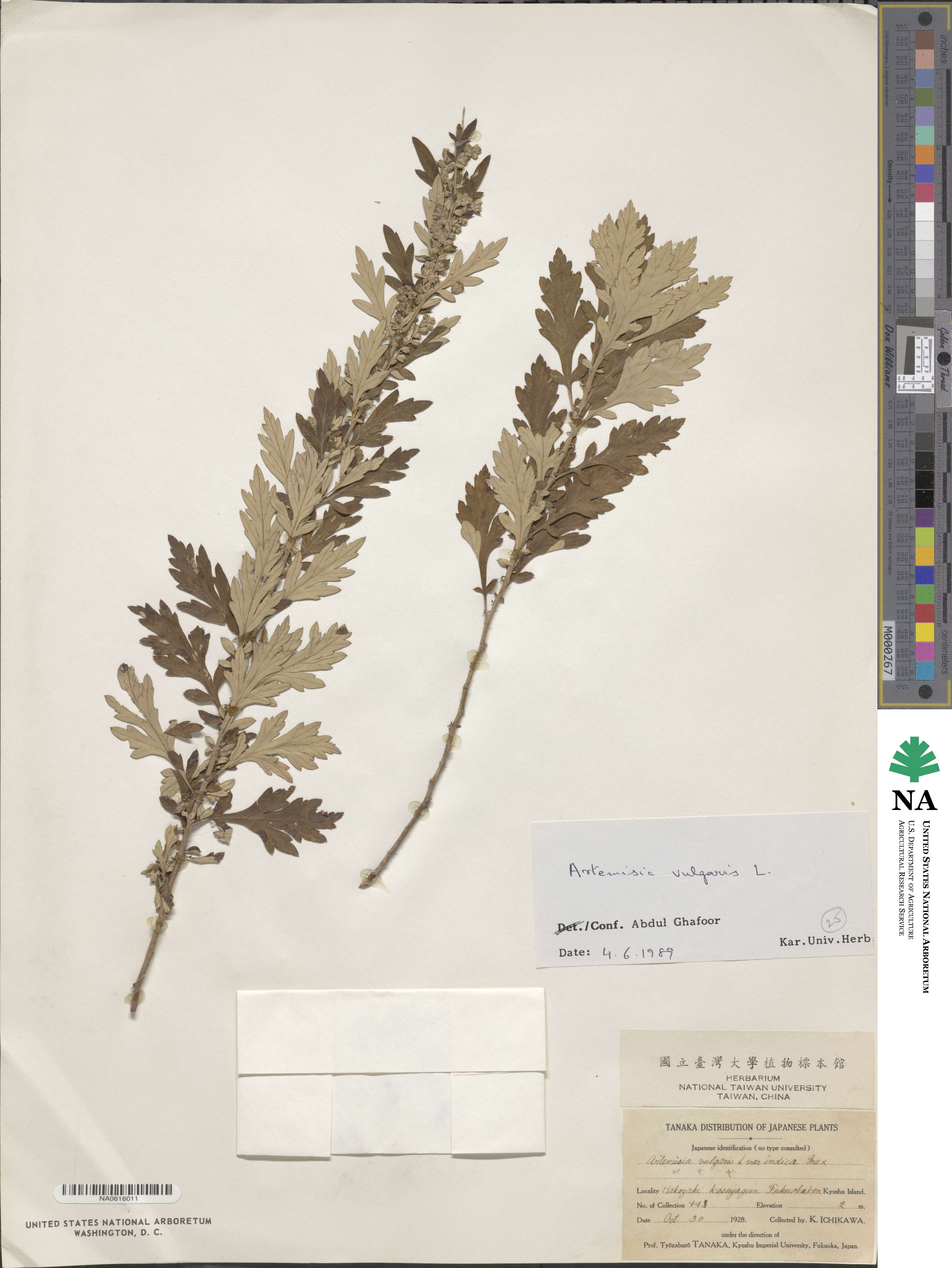 Artemisia stricta image