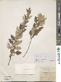 Artemisia stricta image