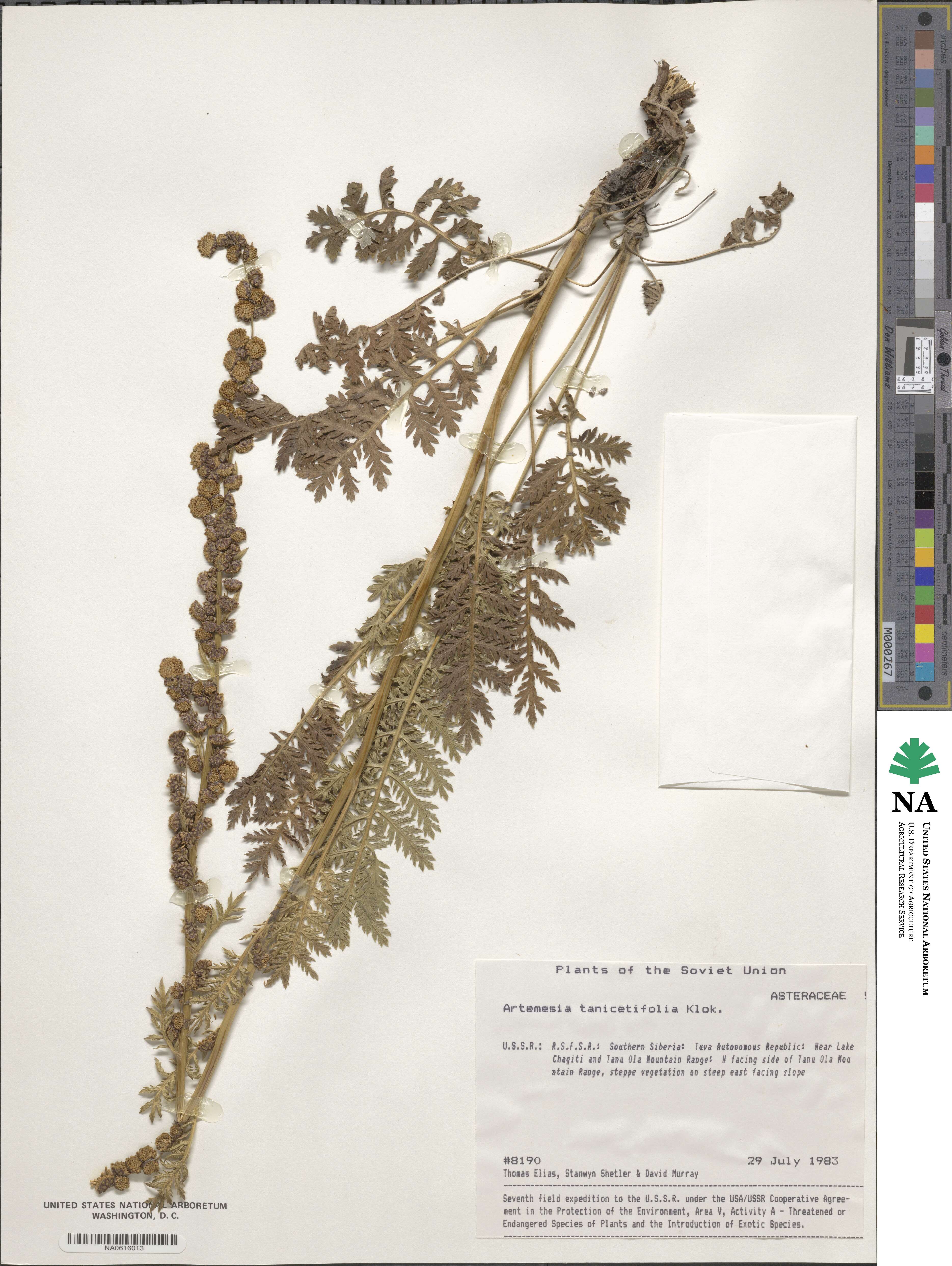 Artemisia tanacetifolia image