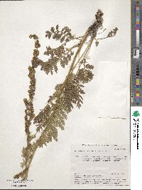 Artemisia tanacetifolia image