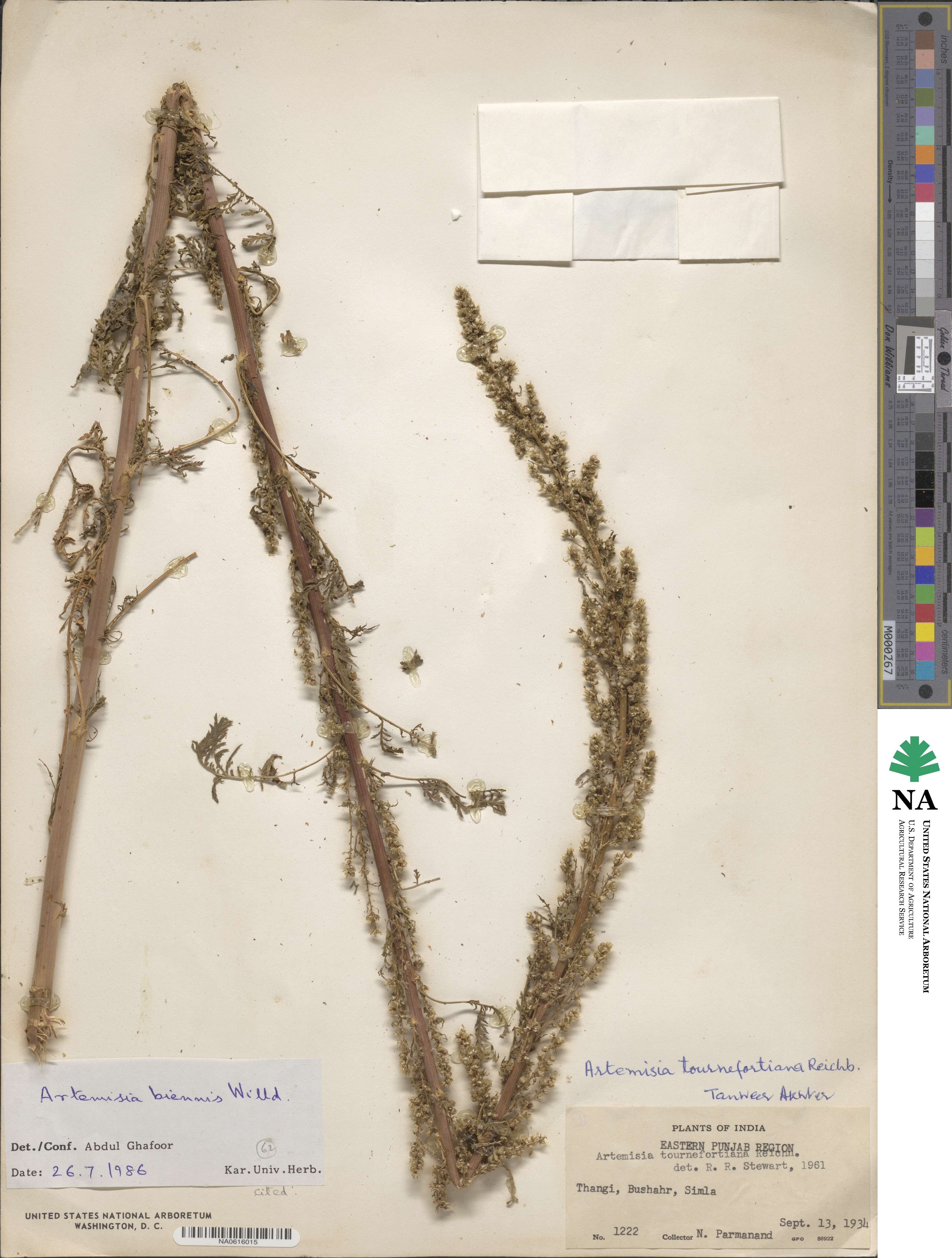 Artemisia tournefortiana image