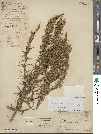 Artemisia vulgaris image