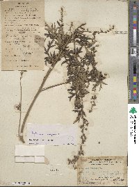 Artemisia vulgaris image