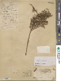 Artemisia vulgaris image