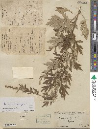 Artemisia vulgaris image