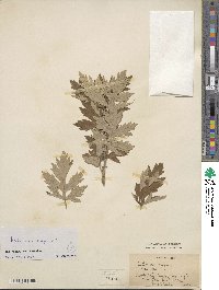 Artemisia vulgaris image