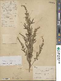 Artemisia vulgaris image