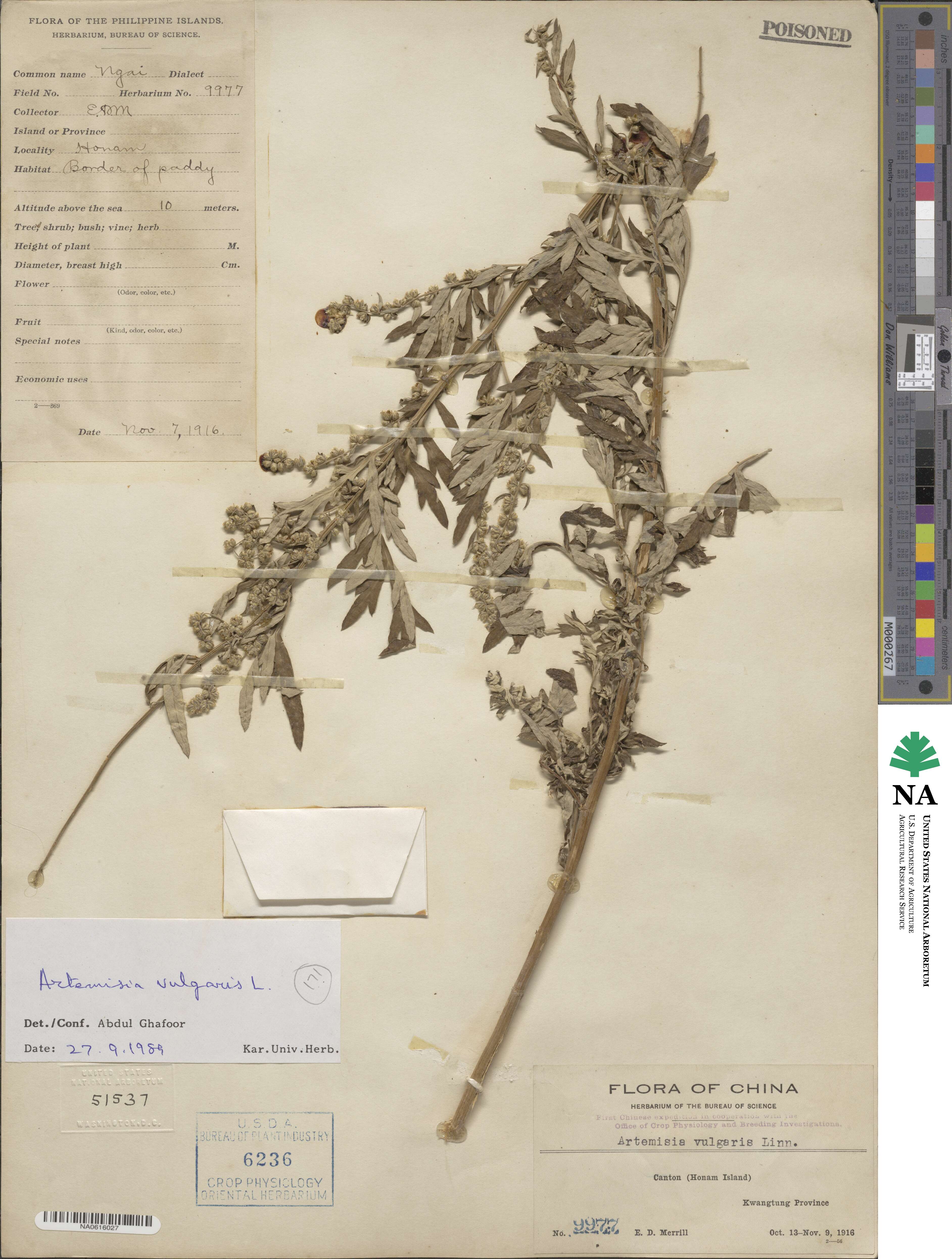 Artemisia vulgaris image