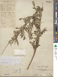 Artemisia vulgaris image