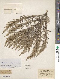 Artemisia vulgaris image