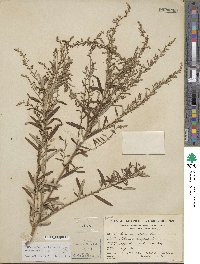 Artemisia vulgaris image