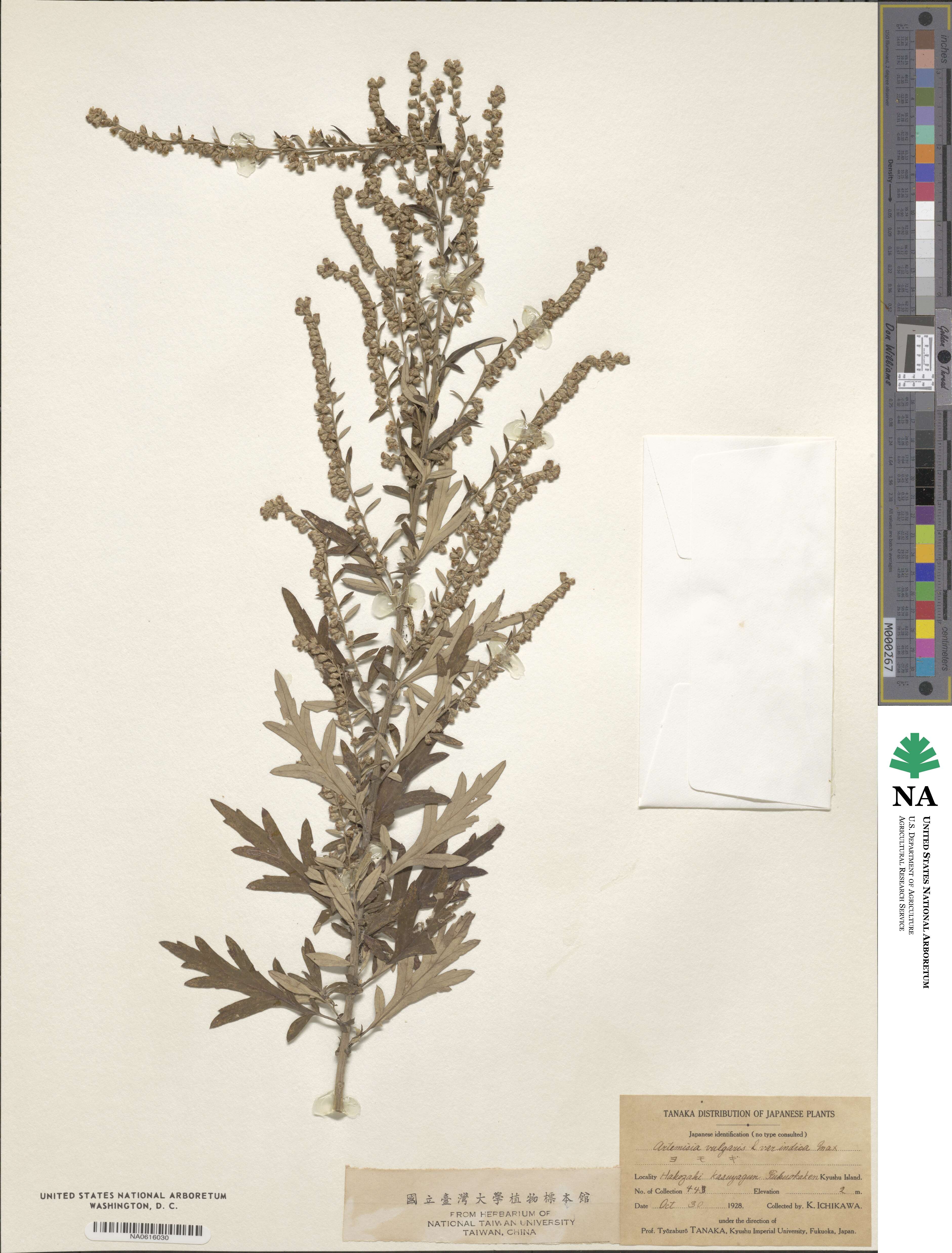 Artemisia indica image