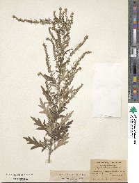 Artemisia indica image