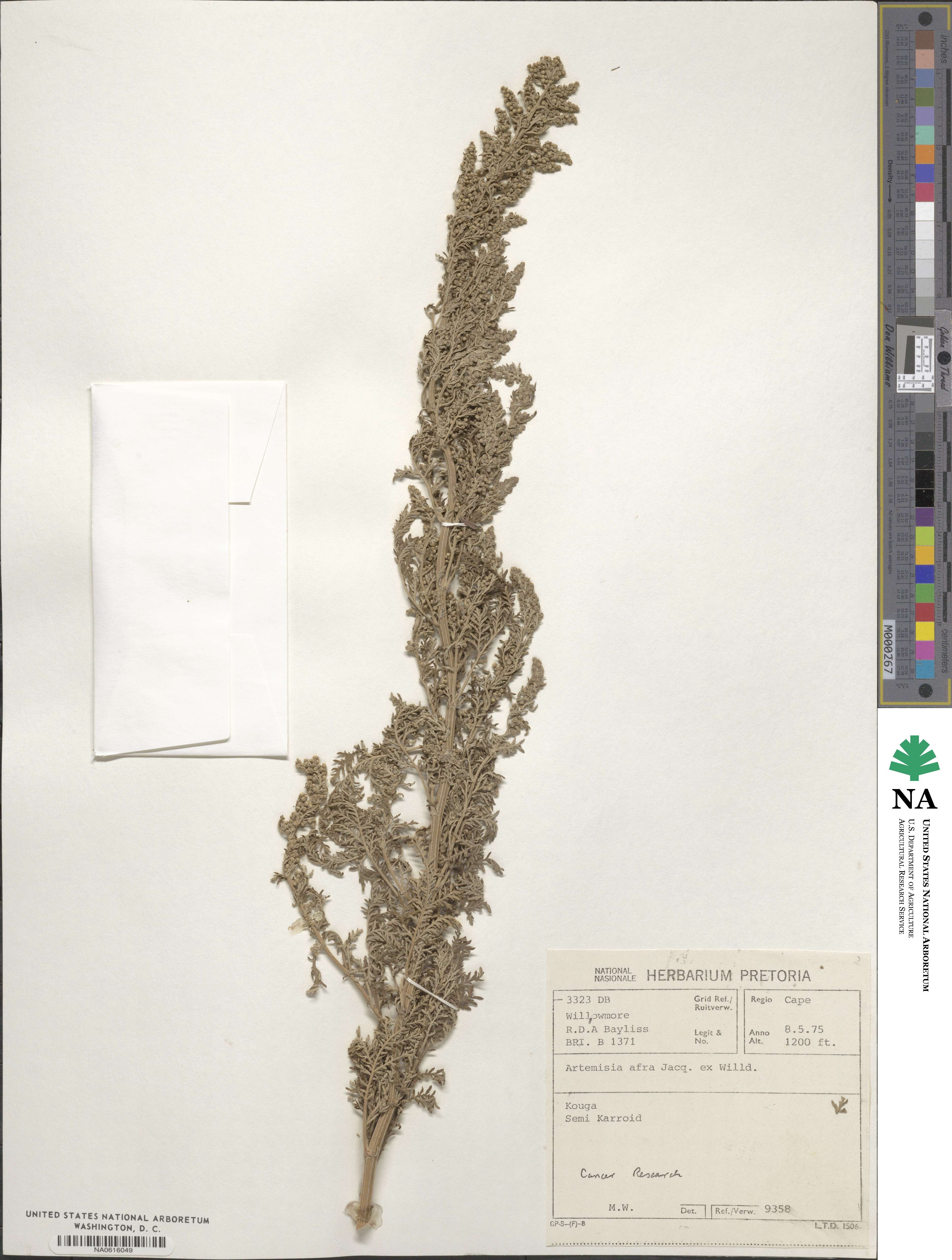Artemisia afra image