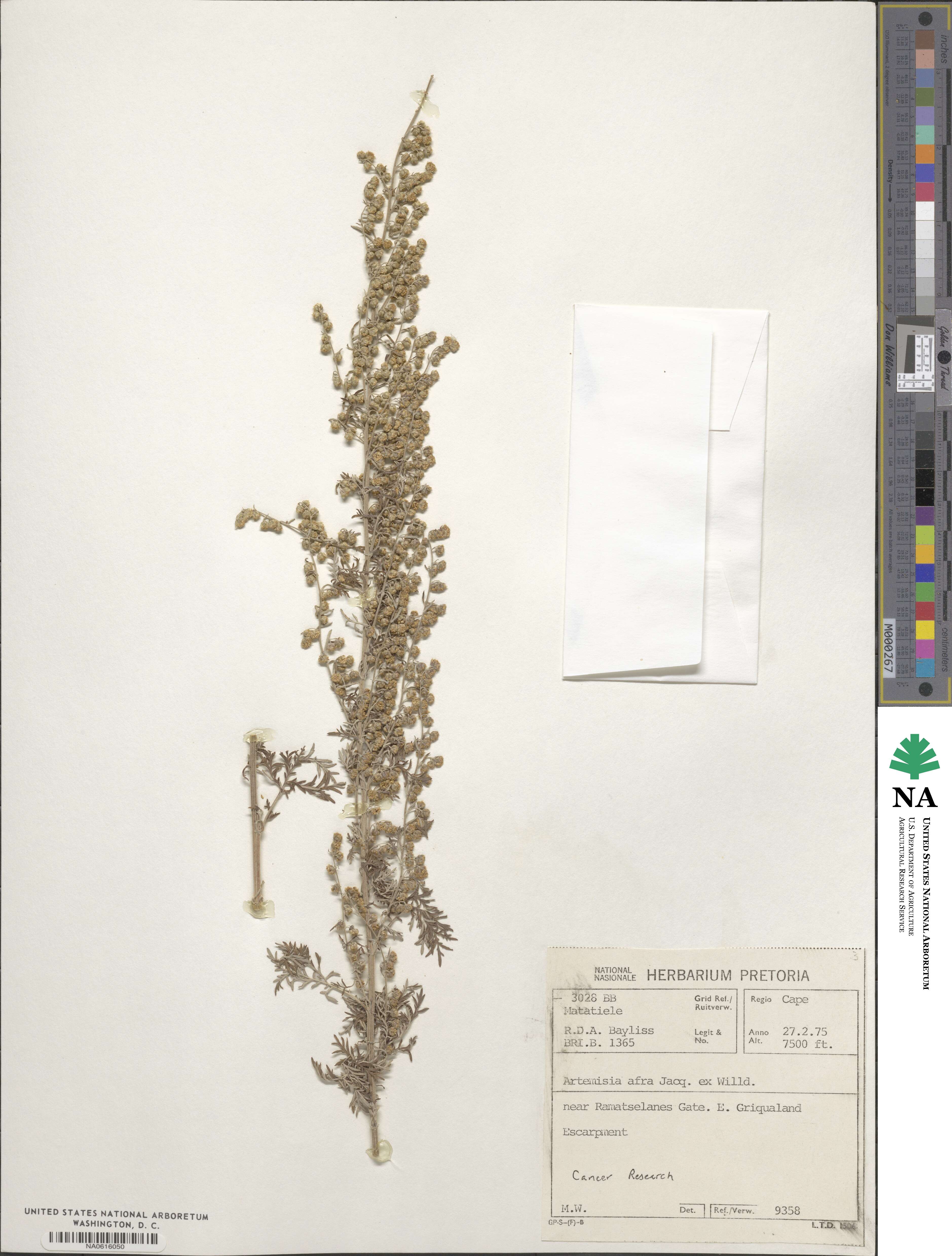 Artemisia afra image