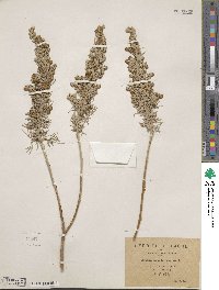 Artemisia arborescens image