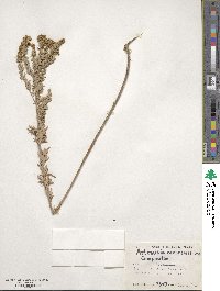 Artemisia thuscula image