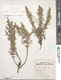 Artemisia thuscula image