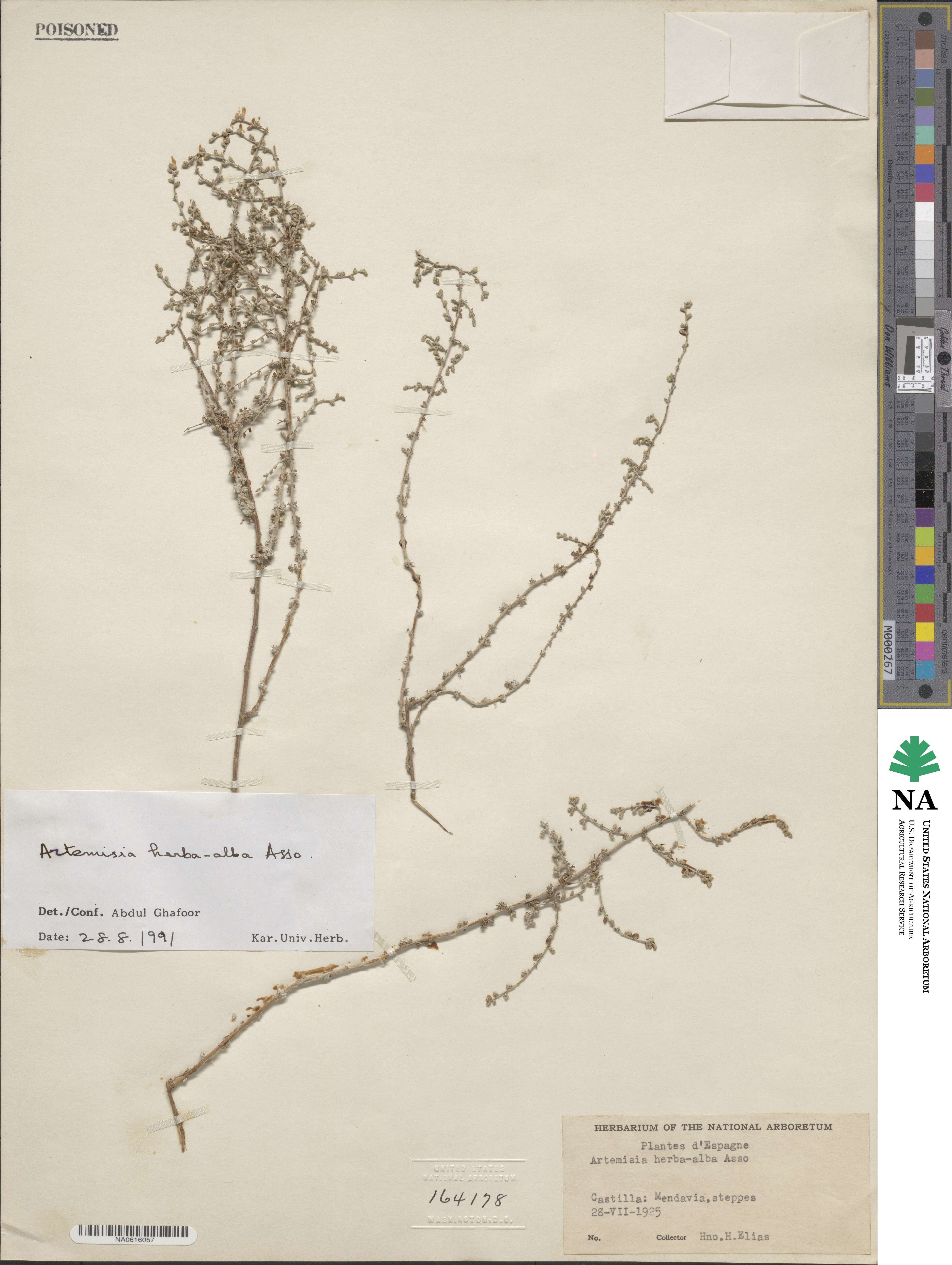 Artemisia herba-alba image