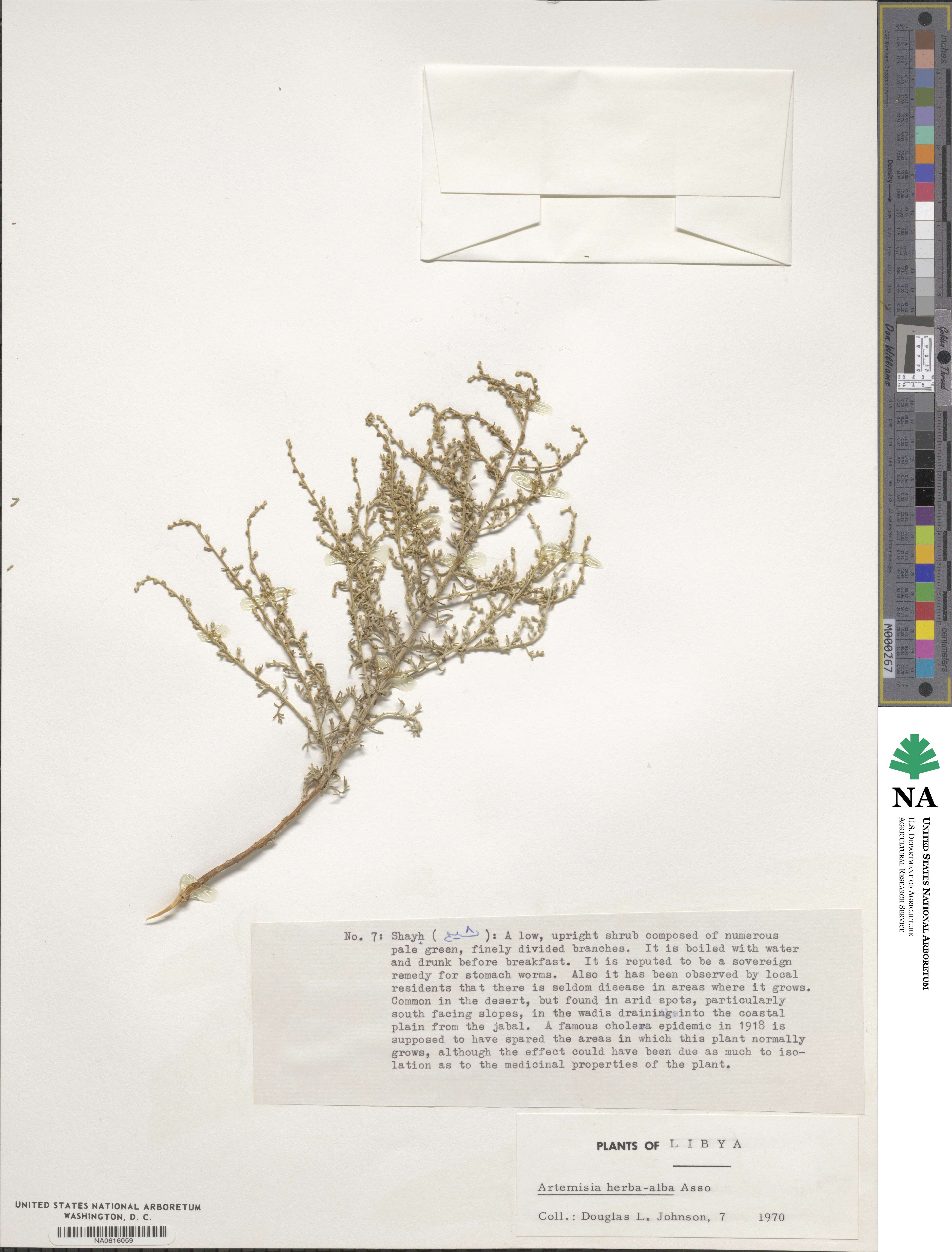 Artemisia herba-alba image