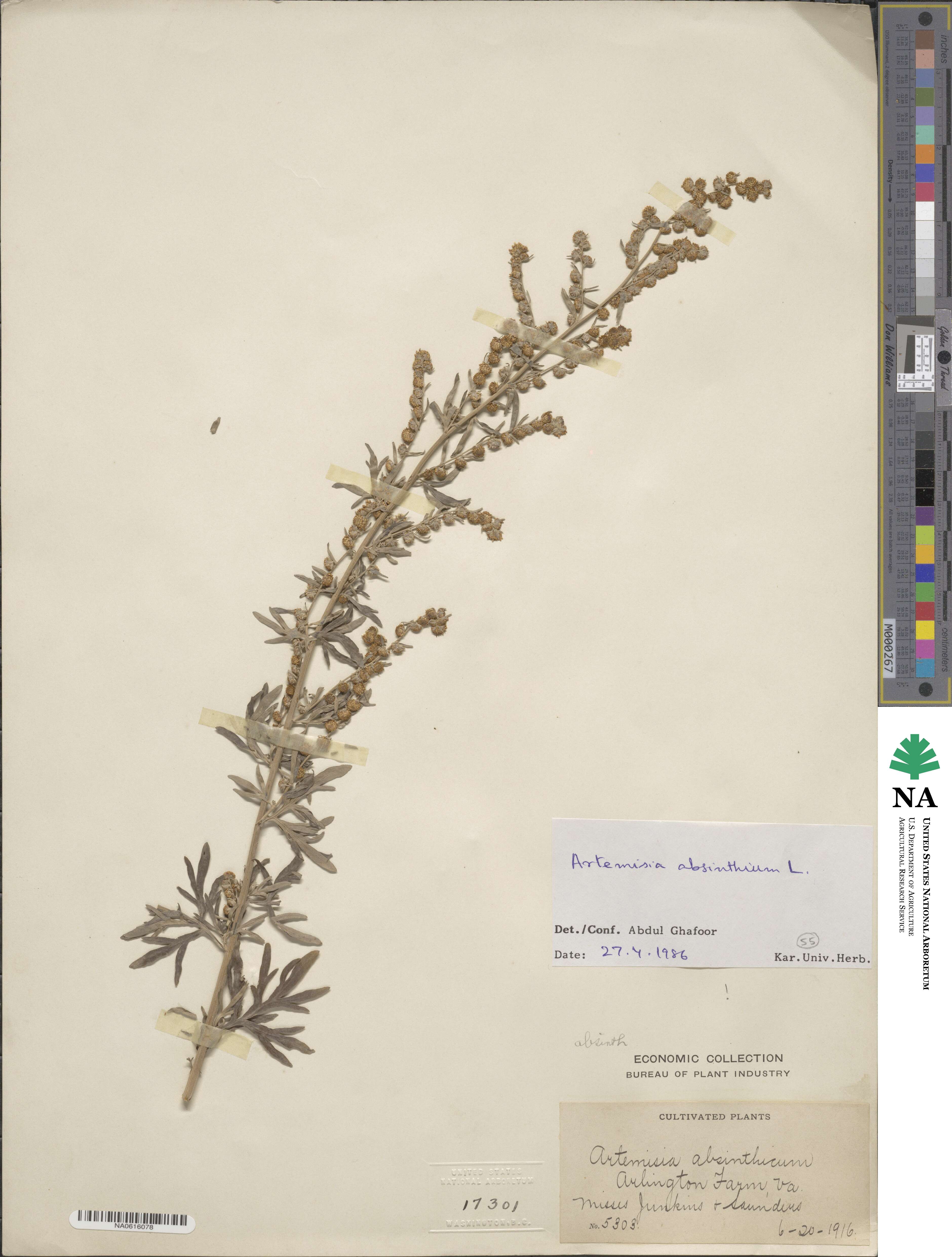 Artemisia absinthium image