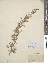 Artemisia absinthium image