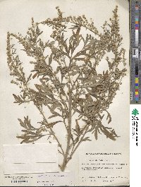 Artemisia absinthium image