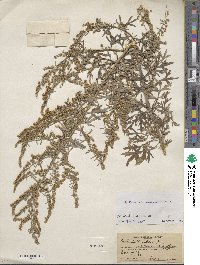 Artemisia absinthium image