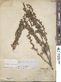 Artemisia absinthium image